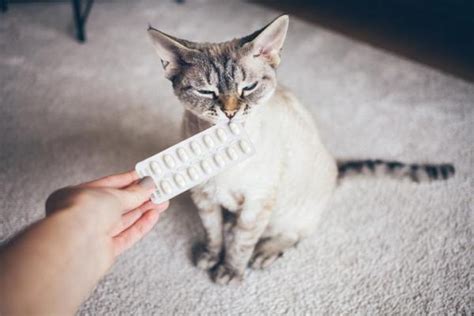 prazosin cat side effects|A Comprehensive Guide to Prazosin for Cats:。